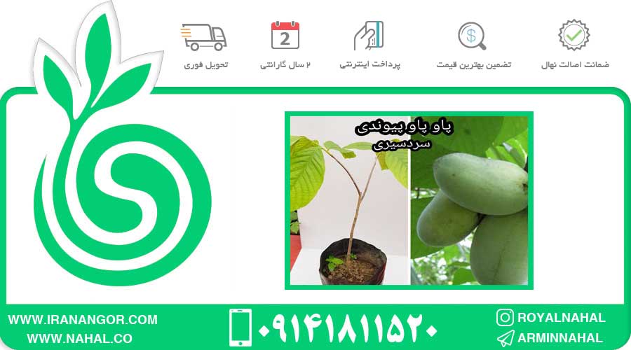 نهال پاوپاو پیوندی