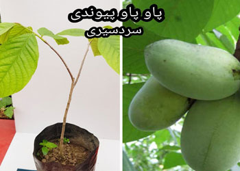 نهال پاوپاو پیوندی 