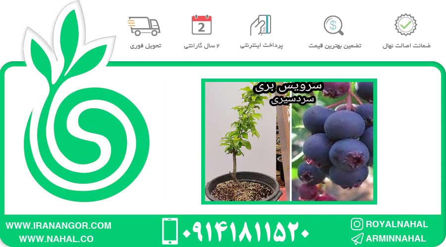 نهال سرویس بری