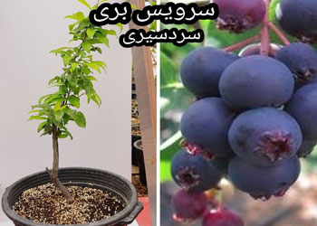 نهال سرویس بری