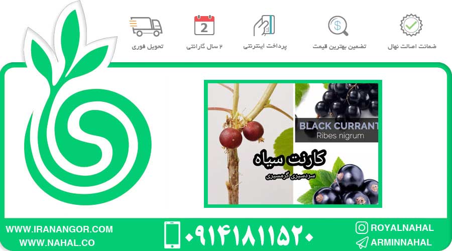 نهال کارنت سیاه