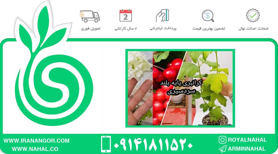 نهال کرانبری پایه بلند