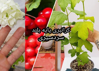 نهال کرانبری پایه بلند 