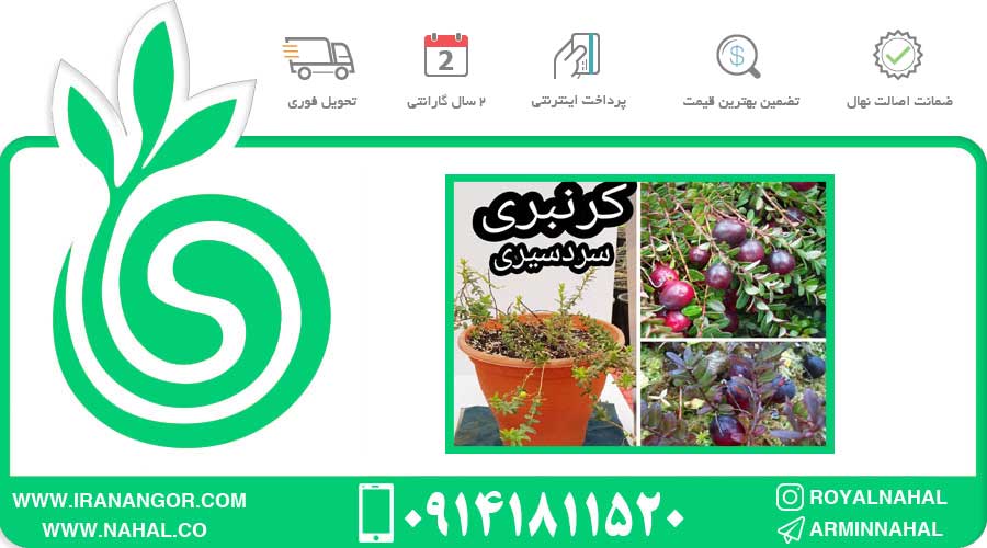 نهال کرنبری