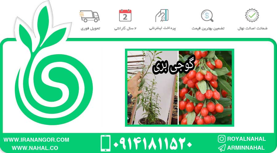 نهال گوجی بری