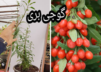 نهال گوجی بری 