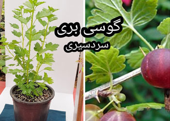 نهال گوسی بری