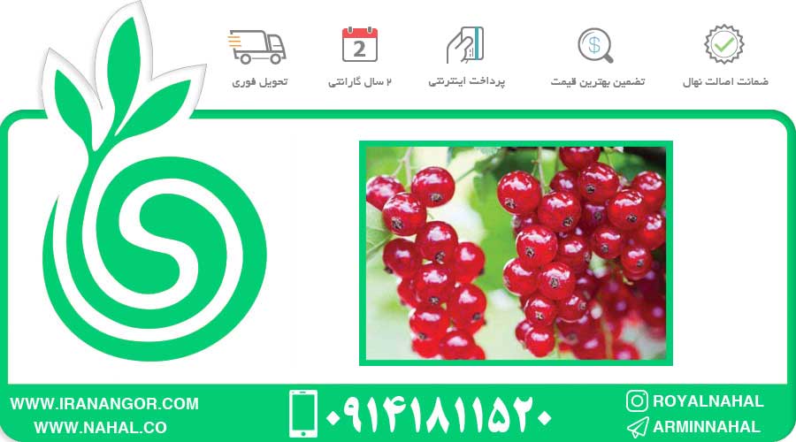 نهال انگور فرنگی قرمز