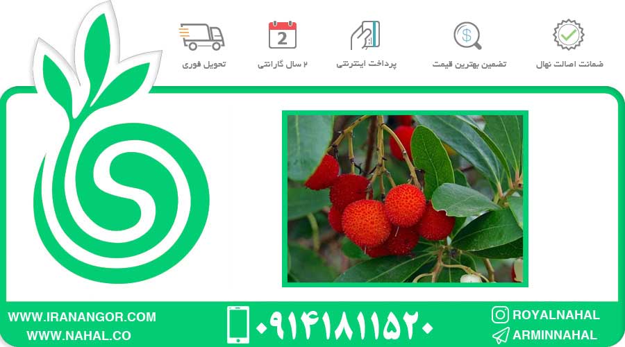 نهال آربوتوس اوندو توت فرنگی