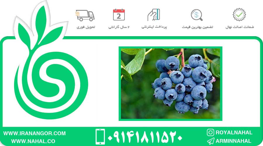 نهال بلوبری واریته چندلر گلد