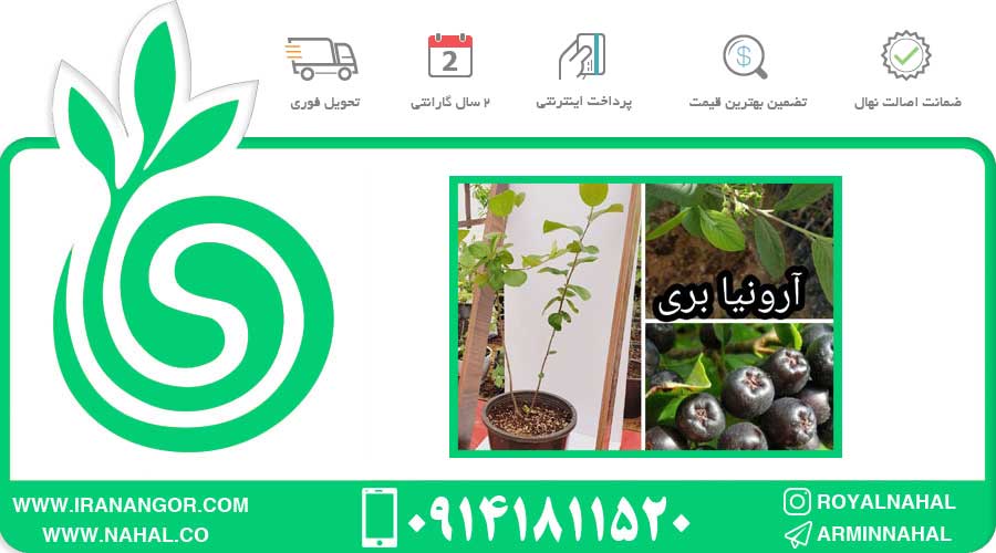 نهال آرونیا بری