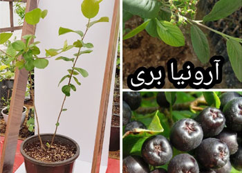 نهال آرونیا بری 