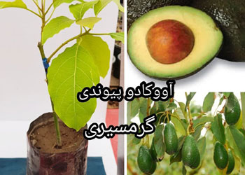 نهال آووکادو پیوندی 