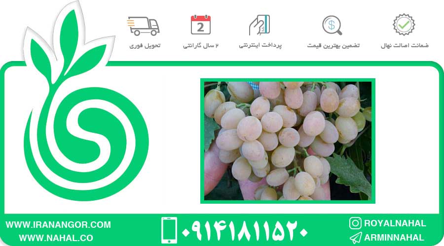 نهال انگور احمدی