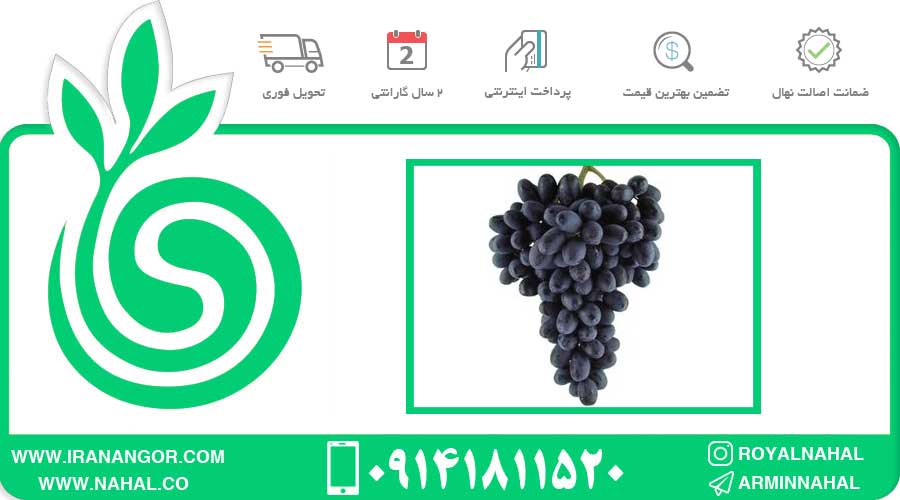 نهال انگور ازبکستان