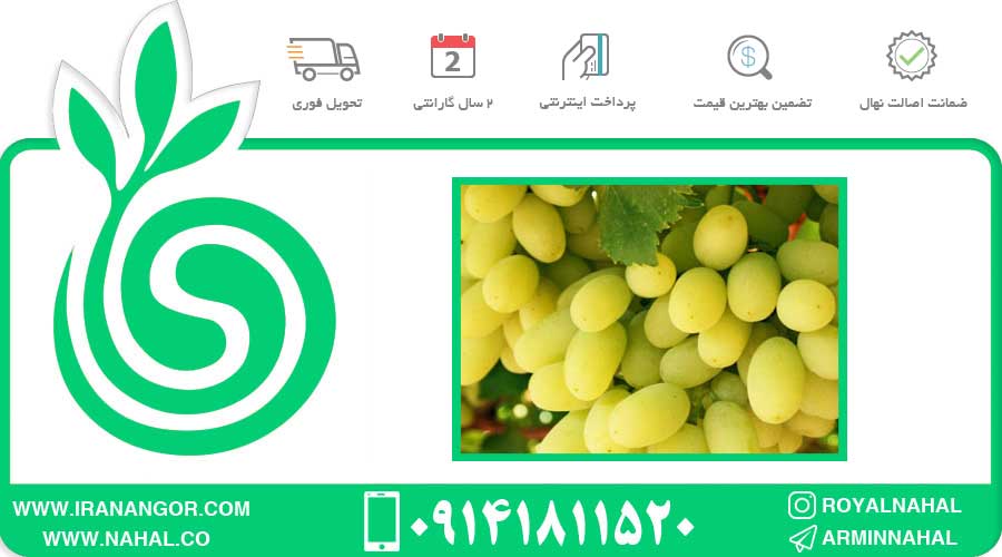 نهال انگور اتاساریسی