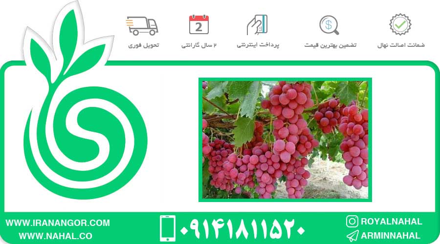 نهال انگور قرمز تاکستان