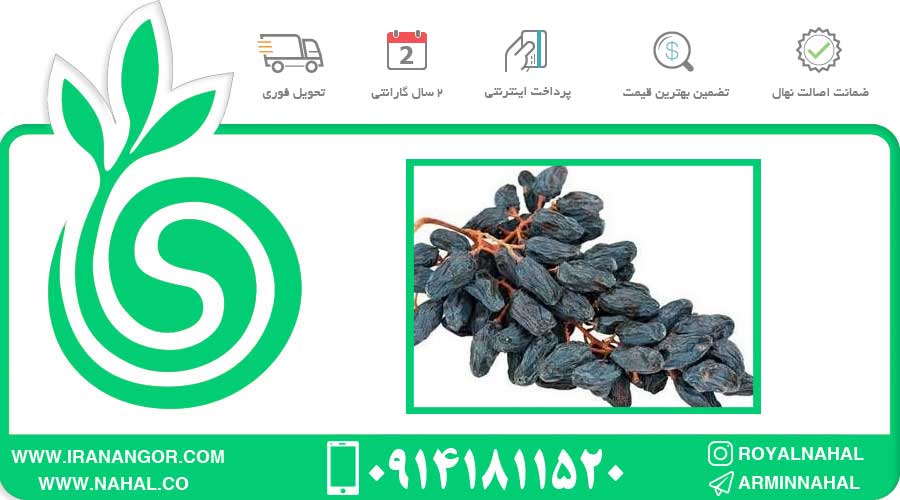 نهال انگور مویز ورسای