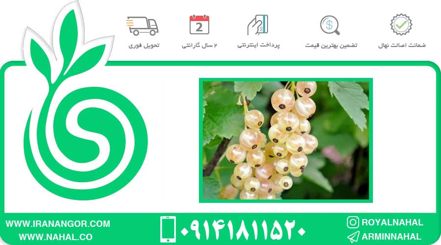 نهال انگور وایت کارنت