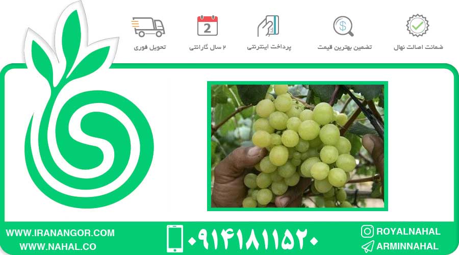 نهال انگور ویکتوریا