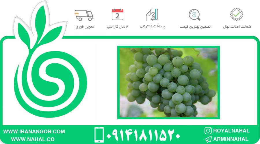 نهال انگور هلندی گرد