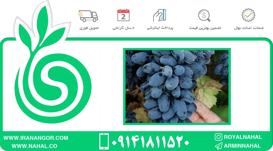 نهال انگور فرانسوی