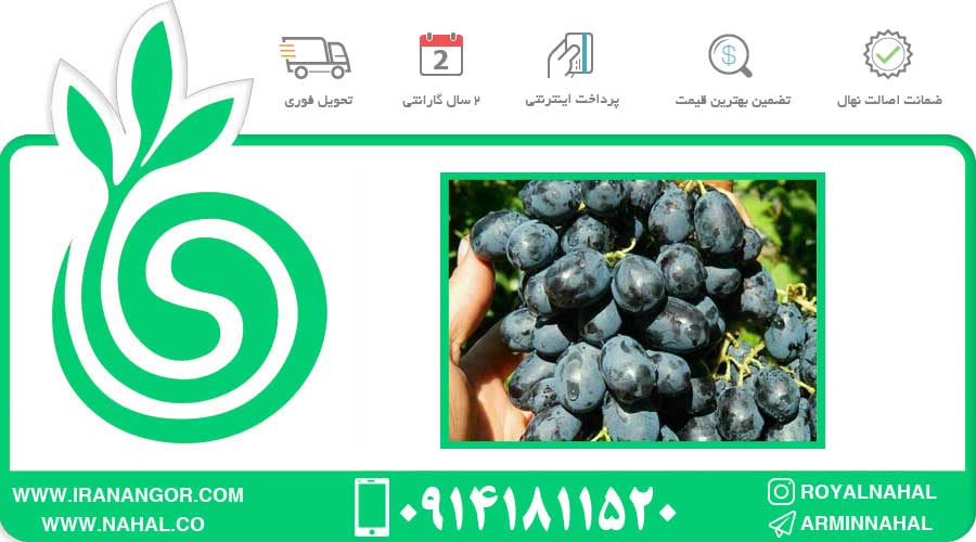 نهال انگور یاقوتی