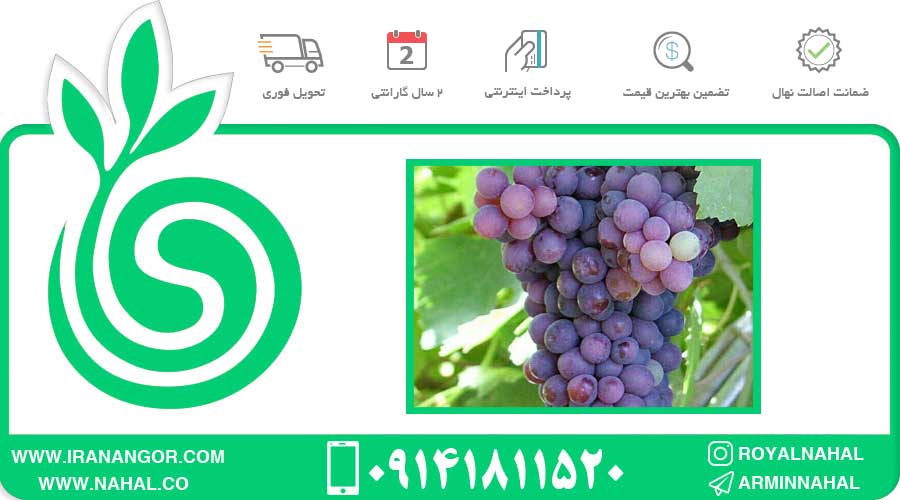 نهال انگور یاقوتی