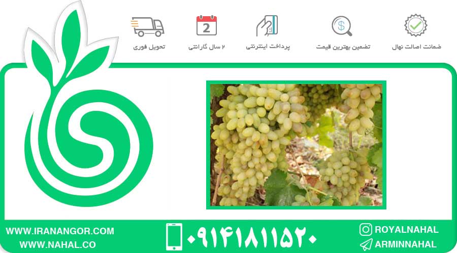 نهال انگور ریش بابا سفید