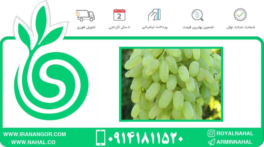 نهال انگور پیکانی