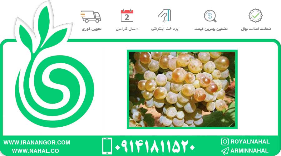 نهال انگور توتونی