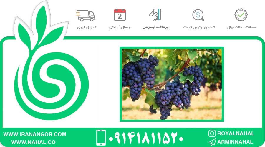 نهال انگور رش قره باغ