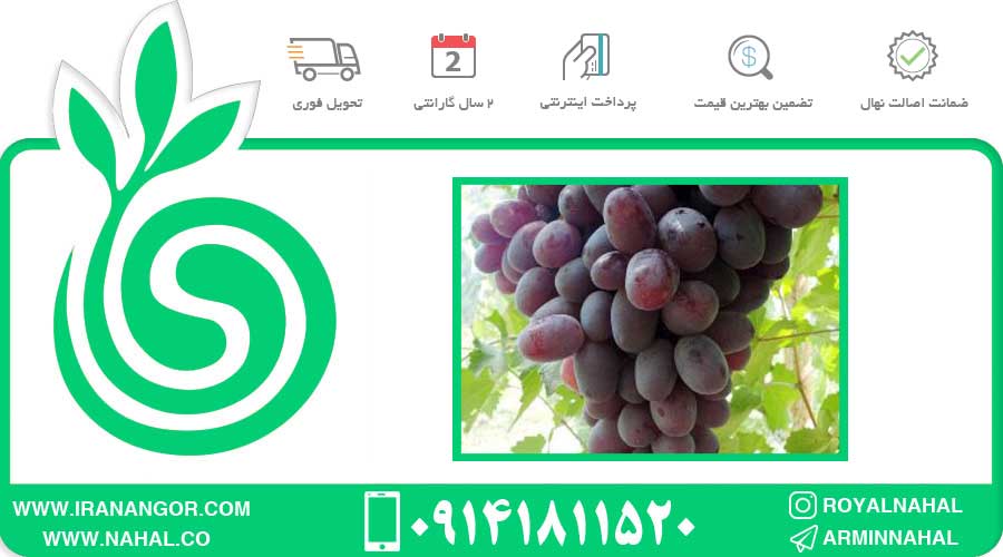 نهال انگور ریش بابا قرمز