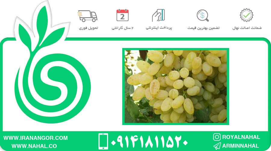 نهال انگور گزندایی