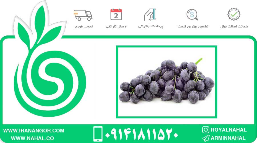 نهال انگور فرانسوی هیبرید