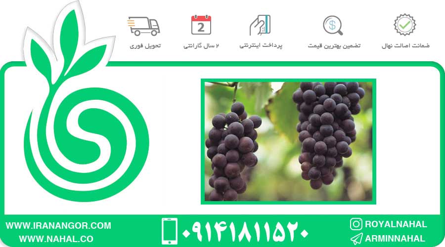 نهال انگور ایزابل