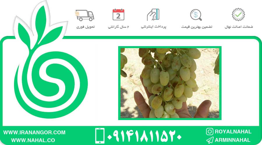 نهال انگور ریش بابا