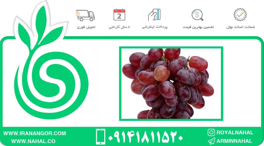 نهال انگور کاردینال