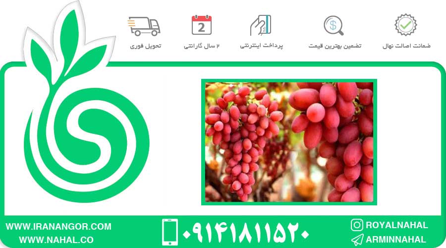 نهال انگور کریمسون سیدلس