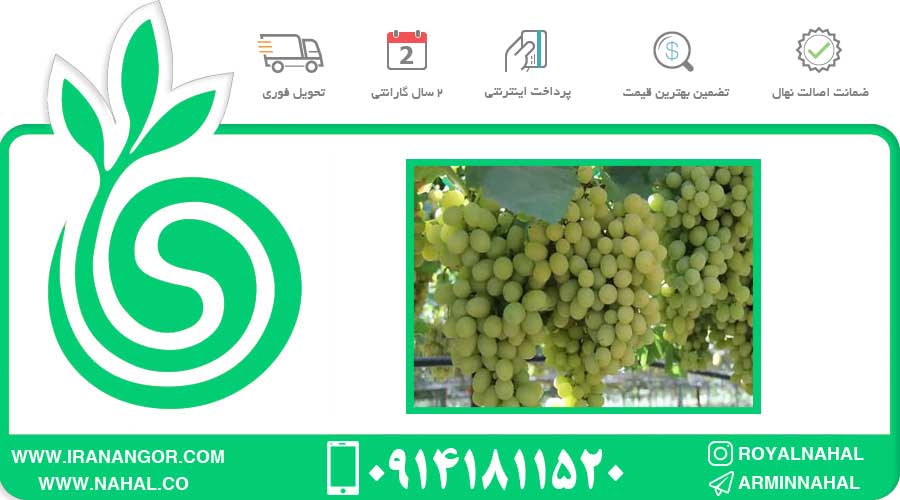 نهال انگور موسکات الکساندریا