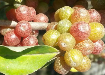 نهال انگور ژاپنی