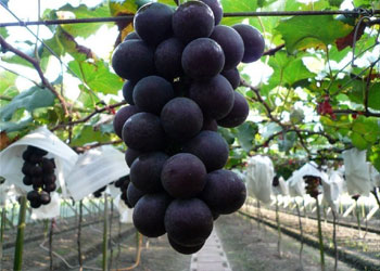 نهال انگور لابروسکا(ویتیس)
